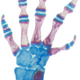 Digital x-ray of Thorius longicaudus.
